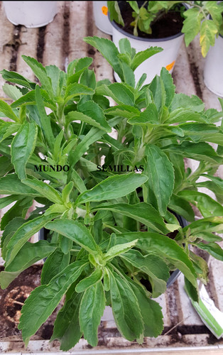 500 rebaudiana stevia - rebaudiana, seeds