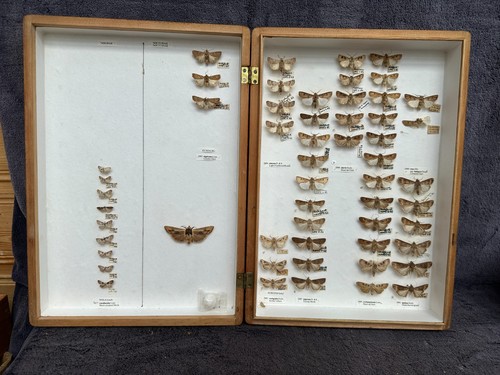 Store box british moths - store,