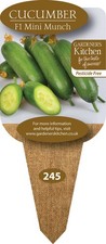 Cucumber Plants 'F1 Mini