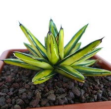 Agave victoriae-reginae