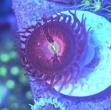 WYSIWYG Zoa Zoanthids Soft