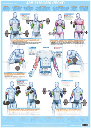 Biceps arm muscles - biceps,