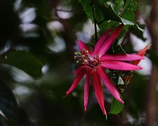 Passiflora quadriglandulosa