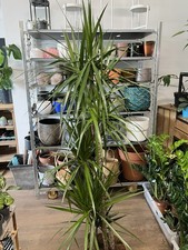 Dracaena reflexa var