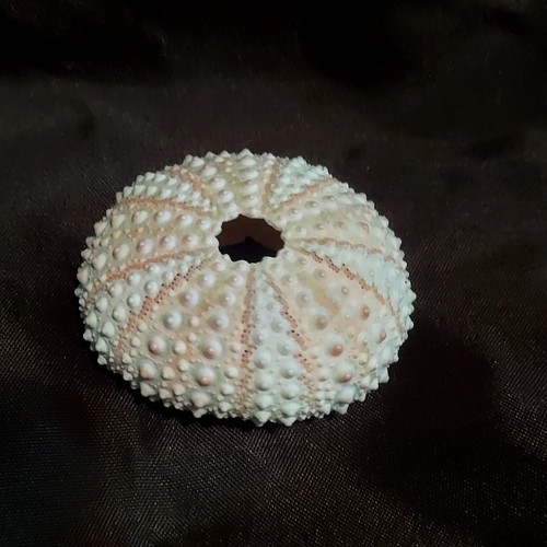 Pink mini sea urchin - pink,