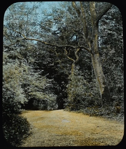 Woodland box hill surrey - woodland,