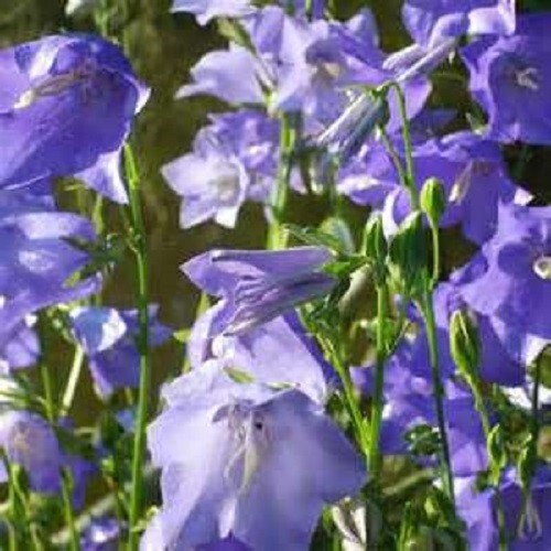 Campanula persicifolia in a - ,