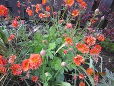 Geum Scarlet Tempest Hardy