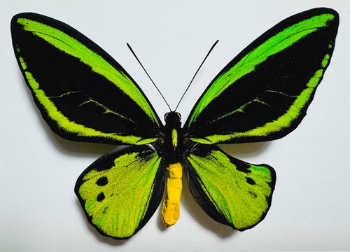 Amazing ornithoptera priamus - ornithoptera,