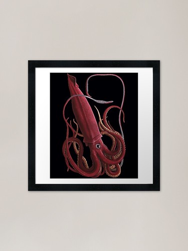 Giant squid framed art - art, print