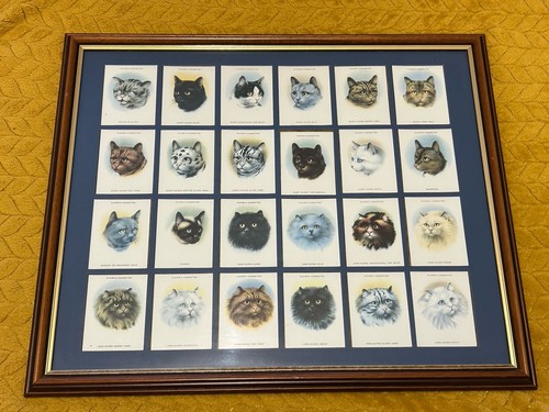 Framed cats collectable - framed,