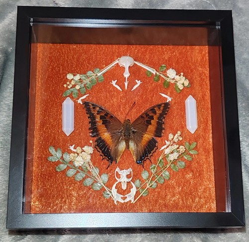 Charaxes lasti framed
