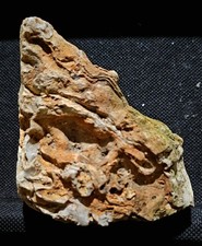 Ozark Fossil Rock –
