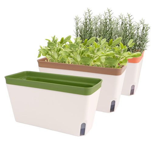 Self watering plant - plant, set