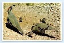Arizonas Gambel Quail Bird Postcard