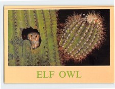 Postcard Elf Owl