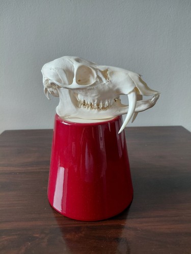 Chinese water deer buck skull - chinese,