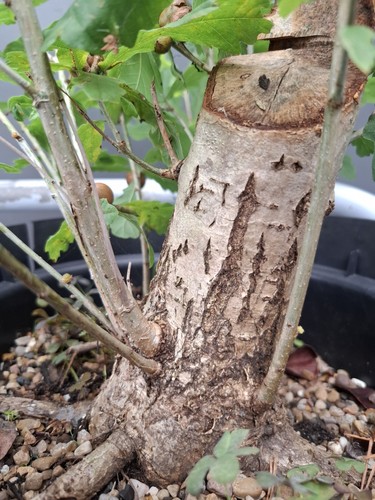 Chunky oak bonsai - chunky, tree