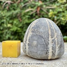Fossil chalk echinoid conulus - fossil,