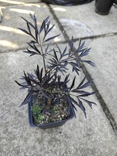 Sambucus nigra Black Lace