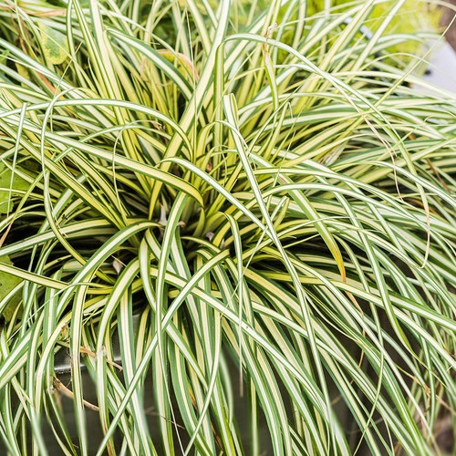 Carex moonlight outdoor - moonlight,