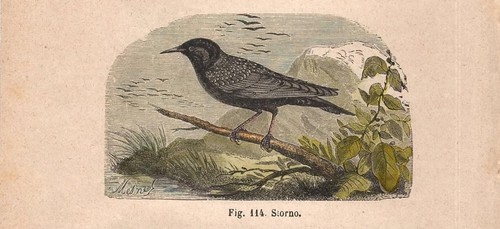 Sturnus vulgaris - sturnus,