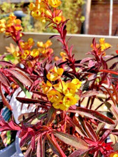 Euphorbia 'Miner's Merlot' Perennial in 9cm Pot