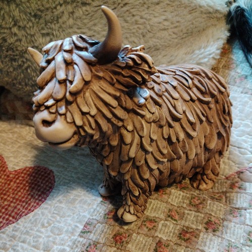 Hughie highland cow standing - highland,