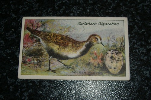 Gallaher birds nests eggs - birds,,