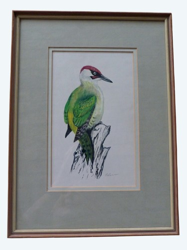European green woodpecker - green,
