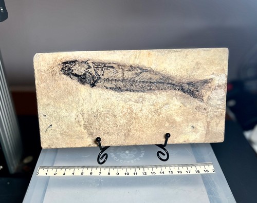 Larger mioplosus fossil fish - larger,