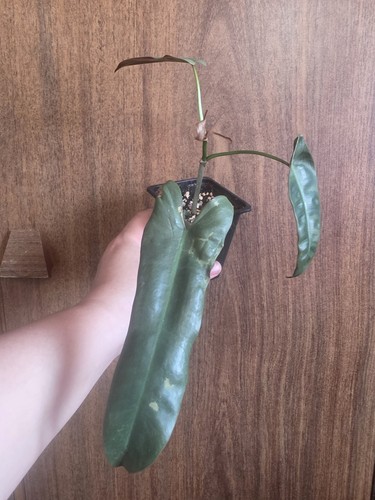 Philodendron atabapoense - atabapoense, in