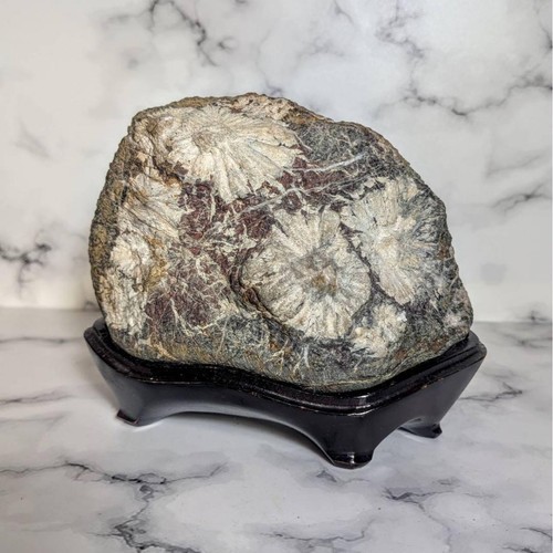 Japanese chrysanthemum stone - japanese,