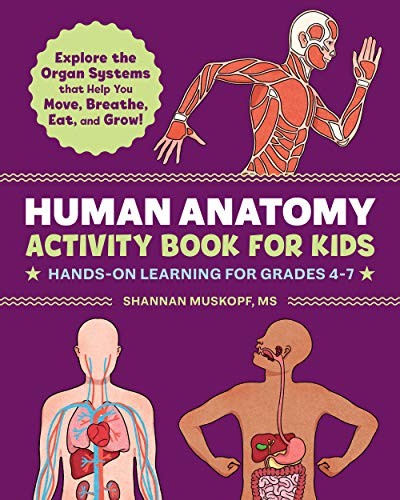 Human anatomy activity - human,