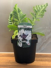 Papaver White Ruffles 2L