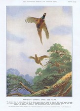 Pheasant Coming Over the Guns - Vintage Print 1926