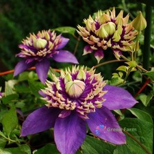 100 Seeds Clematis Florida