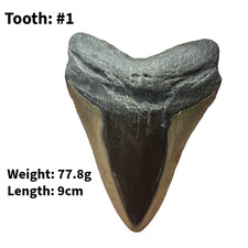 Authentic Megalodon Shark