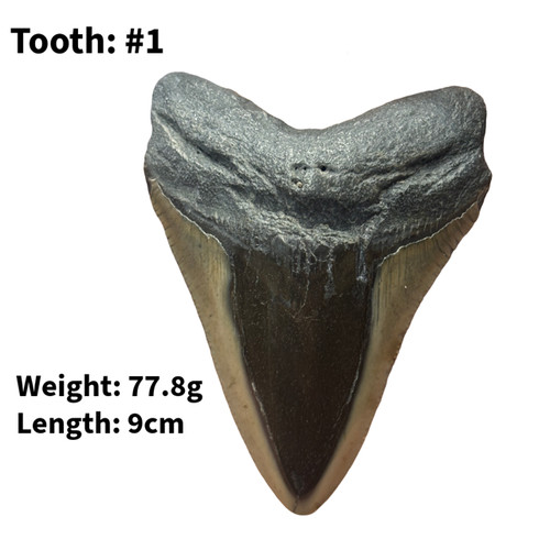 Authentic megalodon shark - authentic,