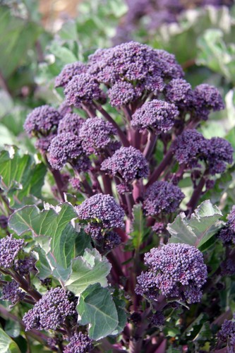 Purple sprouting broccoli plug - sprouting,