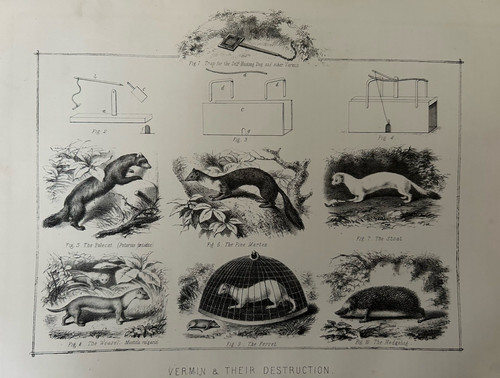 Antique print vermin their - &,
