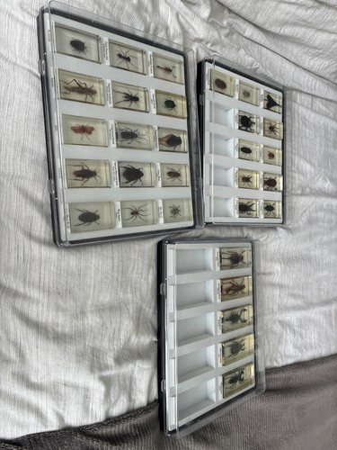 Piece preserved insect - 31-piece,