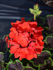 9x Bright Red flowering dark