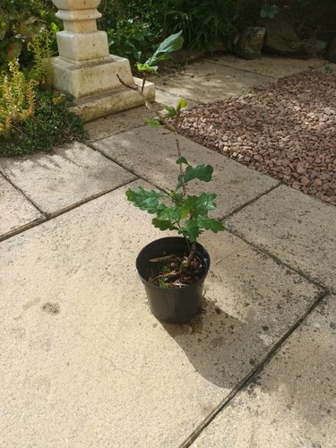 Oak sapling 25cm - sapling,