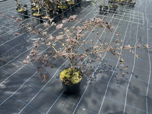 Purple copper beech tree - tree,
