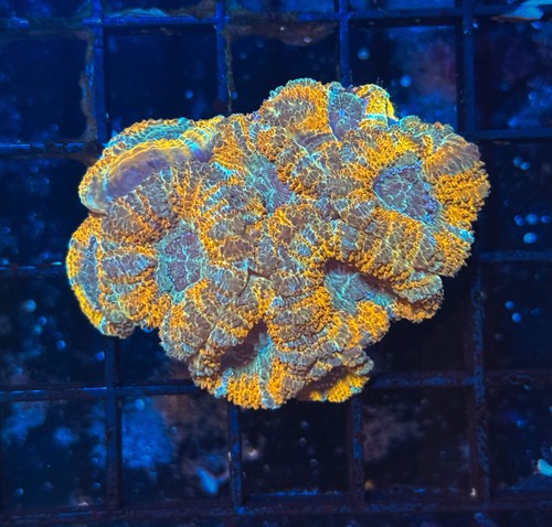 Wysiwyg rainbow acan lord - acan,