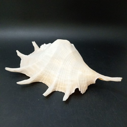 Vintage giant spider conch - giant,