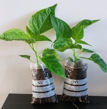 2x Bangladeshi Kala Naga