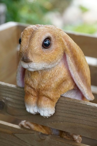 Brown long ear - brown, bunny