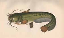 WELS CATFISH. Silurus glanis, Sheatfish. COUCH 1862 old antique print picture